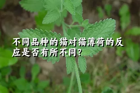 不同品种的猫对猫薄荷的反应是否有所不同？