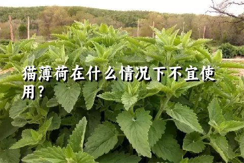 猫薄荷在什么情况下不宜使用？