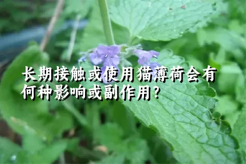 长期接触或使用猫薄荷会有何种影响或副作用？