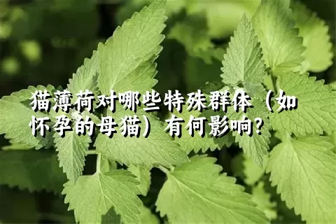 猫薄荷对哪些特殊群体（如怀孕的母猫）有何影响？