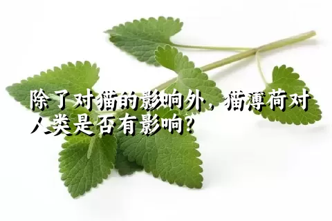 除了对猫的影响外，猫薄荷对人类是否有影响？