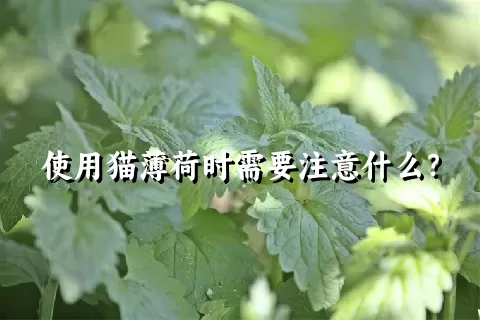 使用猫薄荷时需要注意什么？