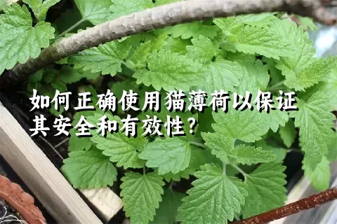 如何正确使用猫薄荷以保证其安全和有效性？