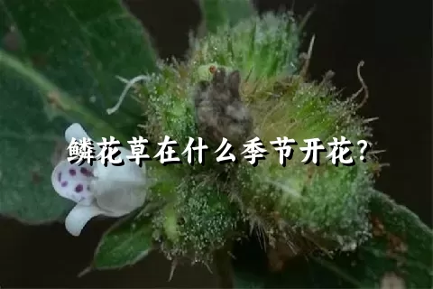 鳞花草在什么季节开花？