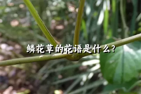 鳞花草的花语是什么？