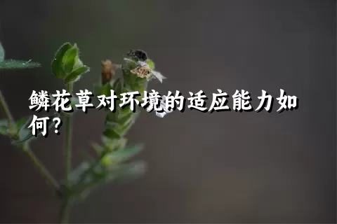 鳞花草对环境的适应能力如何？