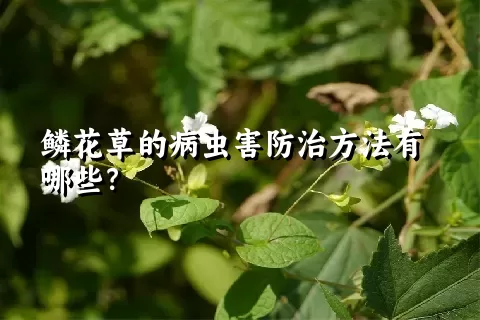 鳞花草的病虫害防治方法有哪些？