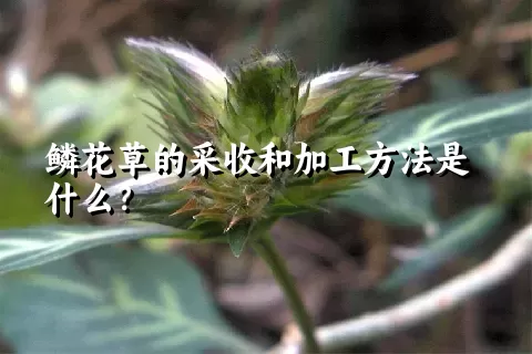 鳞花草的采收和加工方法是什么？