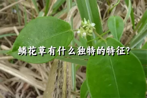 鳞花草有什么独特的特征？