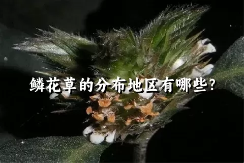 鳞花草的分布地区有哪些？