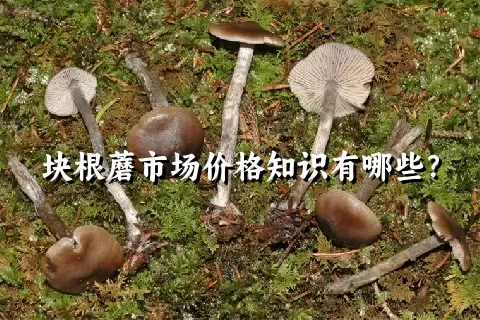 块根蘑市场价格知识有哪些？