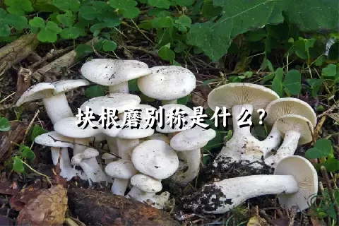 块根蘑别称是什么？