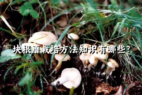 块根蘑栽培方法知识有哪些？