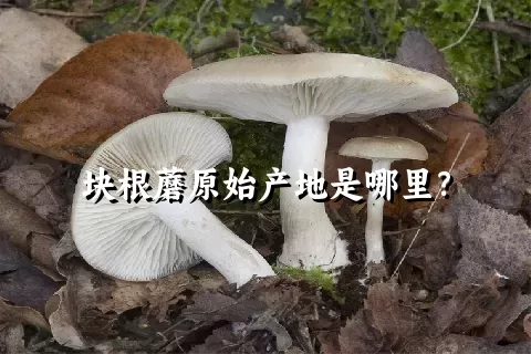 块根蘑原始产地是哪里？