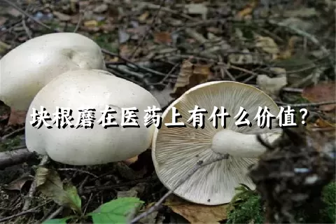 块根蘑在医药上有什么价值？