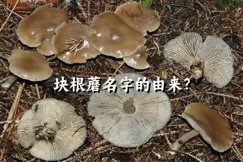 块根蘑名字的由来？