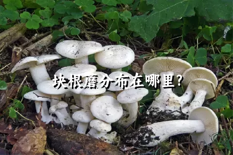 块根蘑分布在哪里?