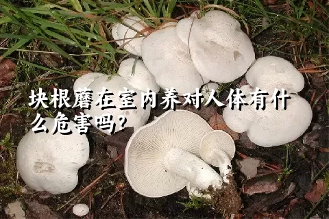 块根蘑在室内养对人体有什么危害吗？