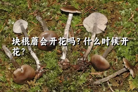 块根蘑会开花吗？什么时候开花？