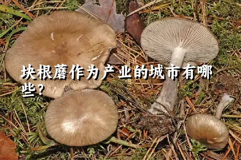 块根蘑作为产业的城市有哪些？