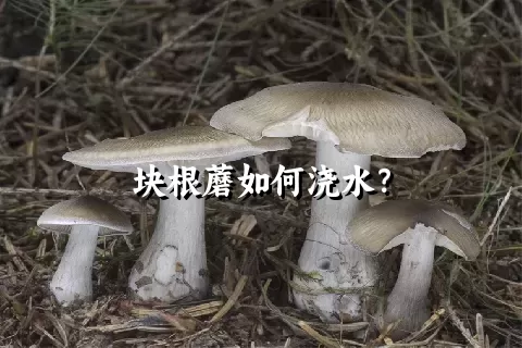 块根蘑如何浇水？