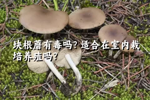 块根蘑有毒吗？适合在室内栽培养殖吗？