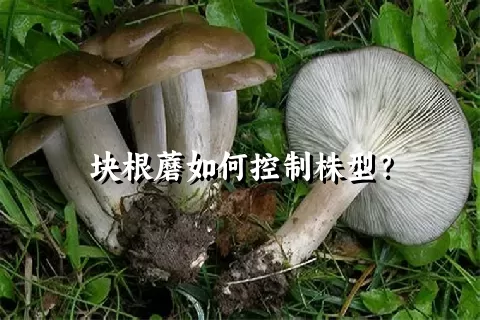 块根蘑如何控制株型？