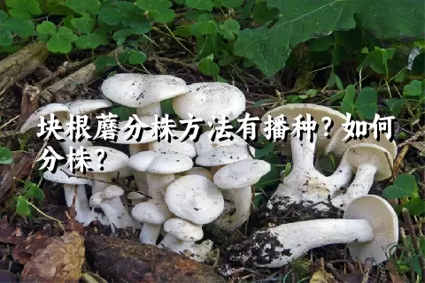 块根蘑分株方法有播种？如何分株？