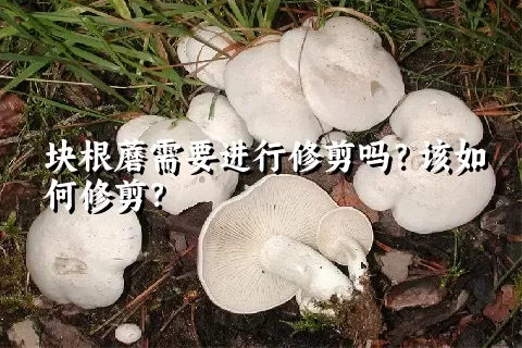 块根蘑需要进行修剪吗？该如何修剪？