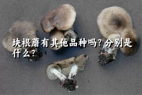 块根蘑有其他品种吗？分别是什么？