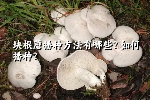 块根蘑播种方法有哪些？如何播种？