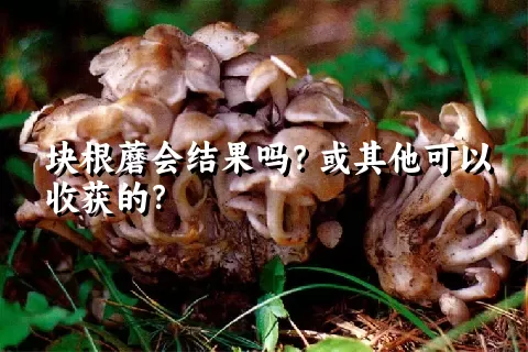 块根蘑会结果吗？或其他可以收获的？