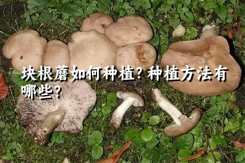 块根蘑如何种植？种植方法有哪些？