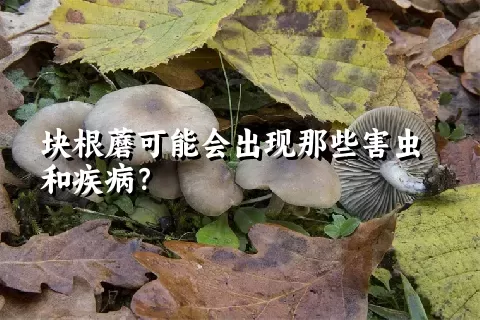 块根蘑可能会出现那些害虫和疾病？