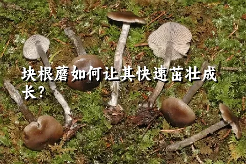 块根蘑如何让其快速茁壮成长？