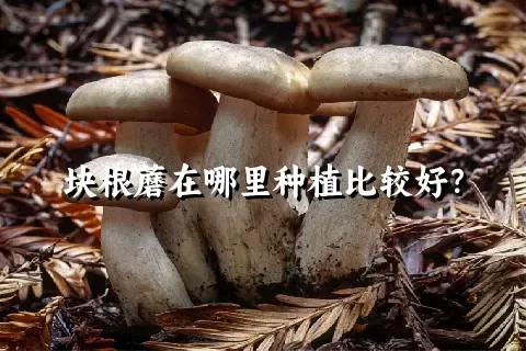 块根蘑在哪里种植比较好？