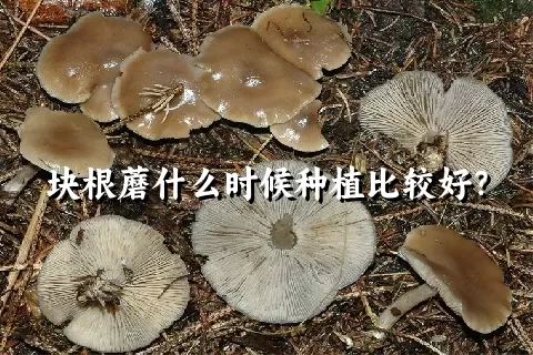 块根蘑什么时候种植比较好？