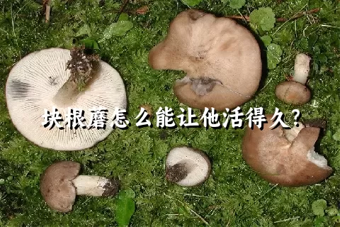 块根蘑怎么能让他活得久？