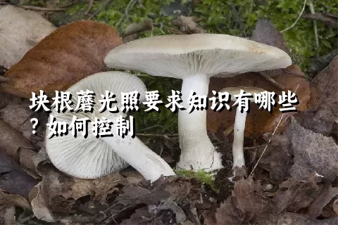 块根蘑光照要求知识有哪些？如何控制