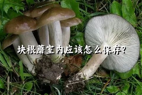 块根蘑室内应该怎么保存？