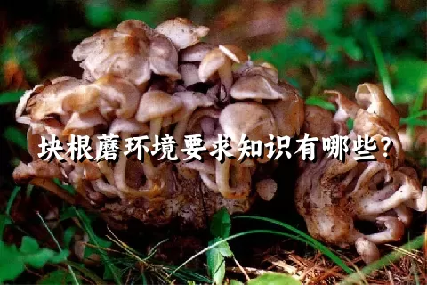 块根蘑环境要求知识有哪些？