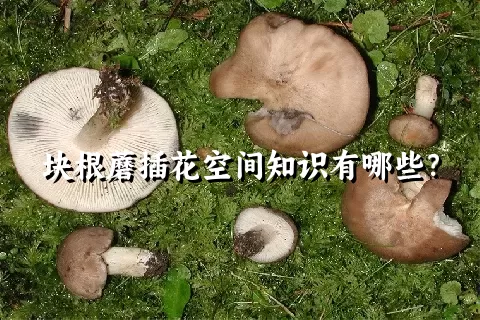 块根蘑插花空间知识有哪些？