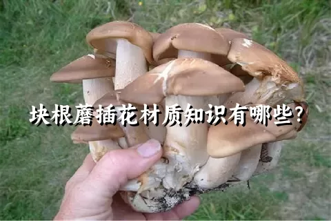 块根蘑插花材质知识有哪些？