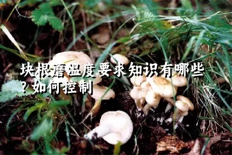 块根蘑温度要求知识有哪些？如何控制