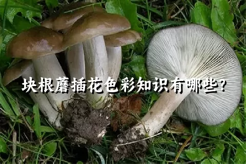 块根蘑插花色彩知识有哪些？