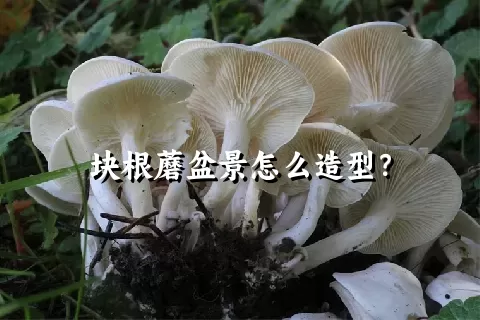 块根蘑盆景怎么造型？