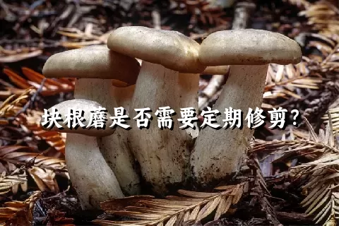 块根蘑是否需要定期修剪？