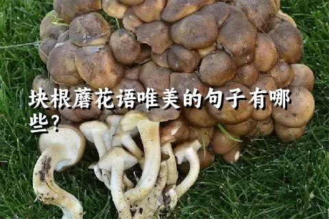 块根蘑花语唯美的句子有哪些？