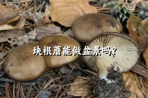 块根蘑能做盆景吗？