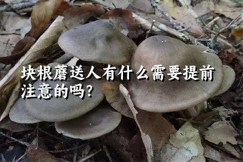 块根蘑送人有什么需要提前注意的吗？